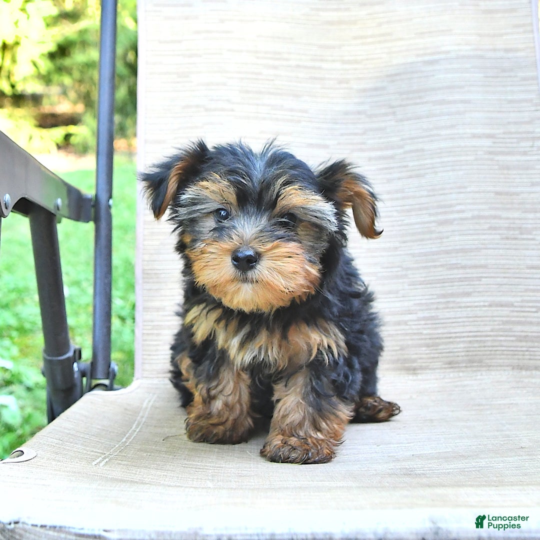 Yorkshire Terrier dogs for sale: Donavan - Image 2