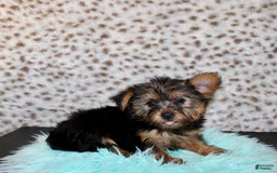 Yorkshire Terrier dogs for sale: Jethro - Image 2