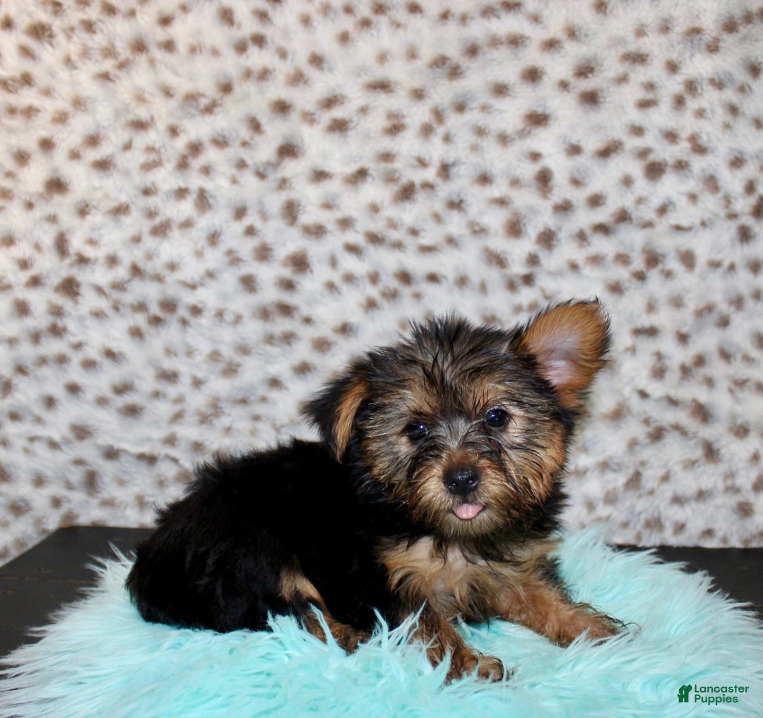 Yorkshire Terrier dogs for sale: Jethro - Image 2