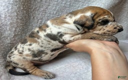 Great Dane dogs for sale: Fanta - Image 2