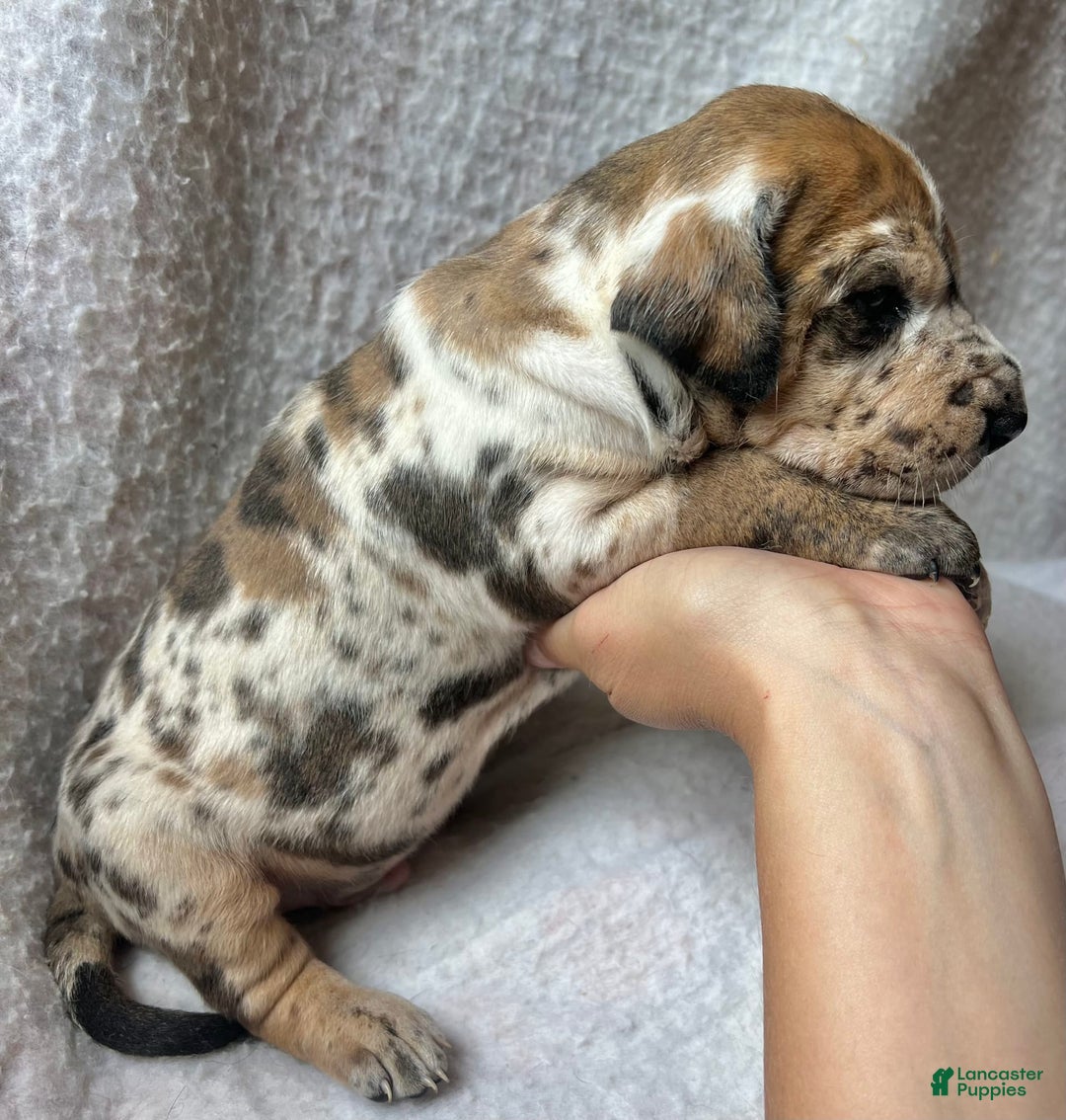 Great Dane dogs for sale: Fanta - Image 2