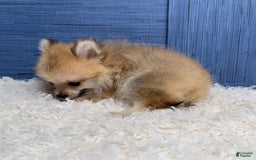 Pomeranian dogs for sale: Charlie - Image 17