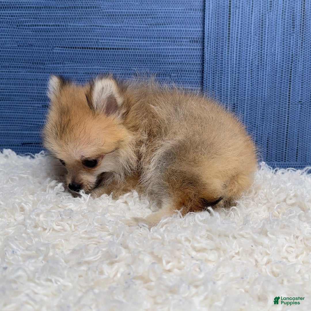 Pomeranian dogs for sale: Charlie - Image 17