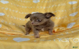 Chihuahua dogs for sale: Tobias Lavender Long Coat - Image 2