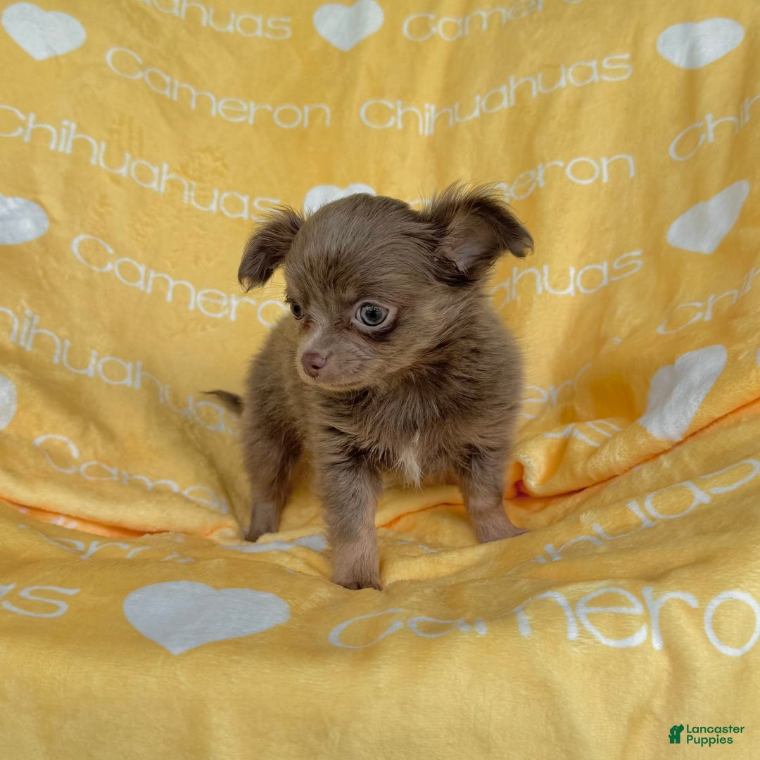 Chihuahua dogs for sale: Tobias Lavender Long Coat - Image 2
