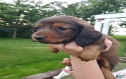 Dachshund dogs for sale: Evie - Image 12