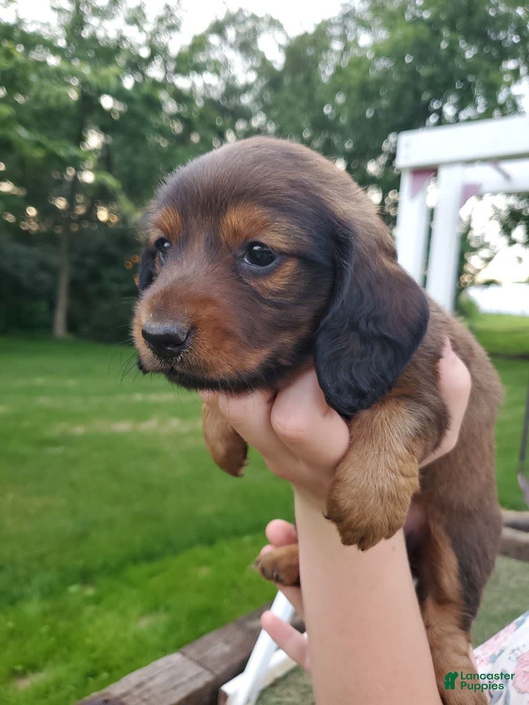 Dachshund dogs for sale: Evie - Image 12