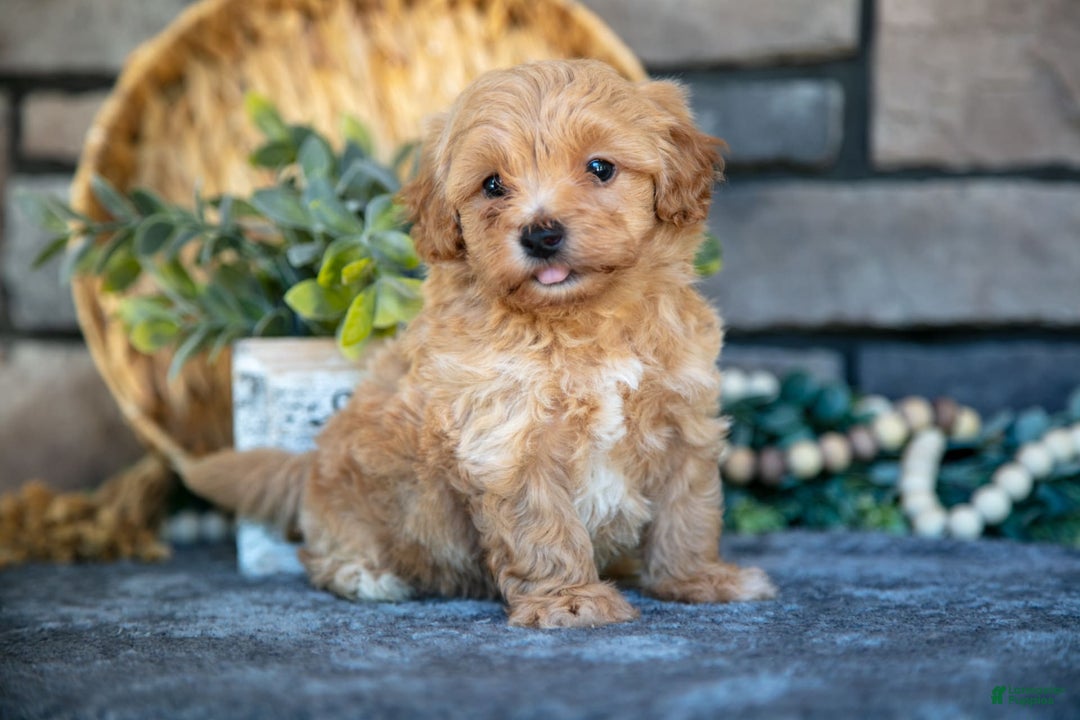 Havapoo dogs for sale: Cooper - Image 1