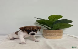Jack Russell Terrier dogs for sale: Bella - Image 2