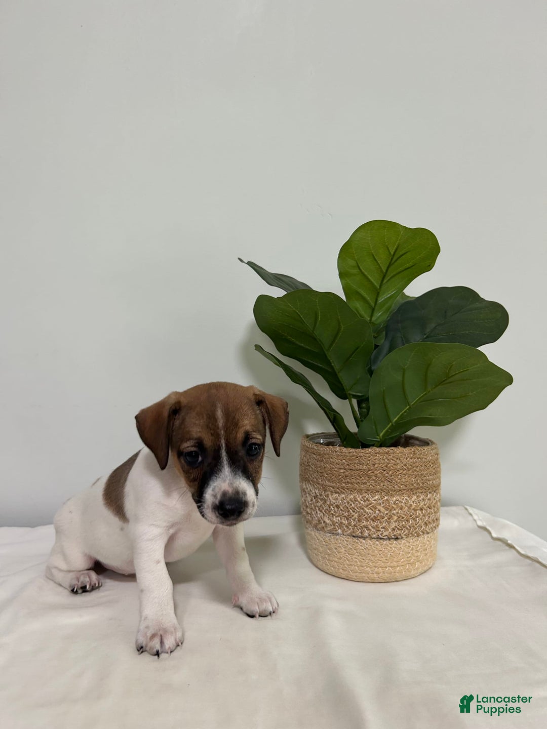 Jack Russell Terrier dogs for sale: Bella - Image 2
