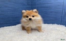 Pomeranian dogs for sale: Desiree - Image 12