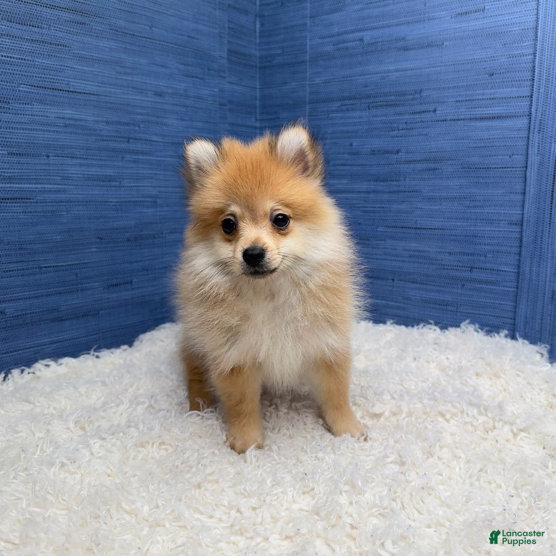 Pomeranian dogs for sale: Desiree - Image 12
