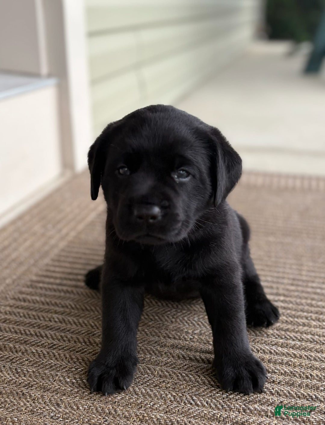Labrador Retriever dogs for sale: Gracie - Image 5