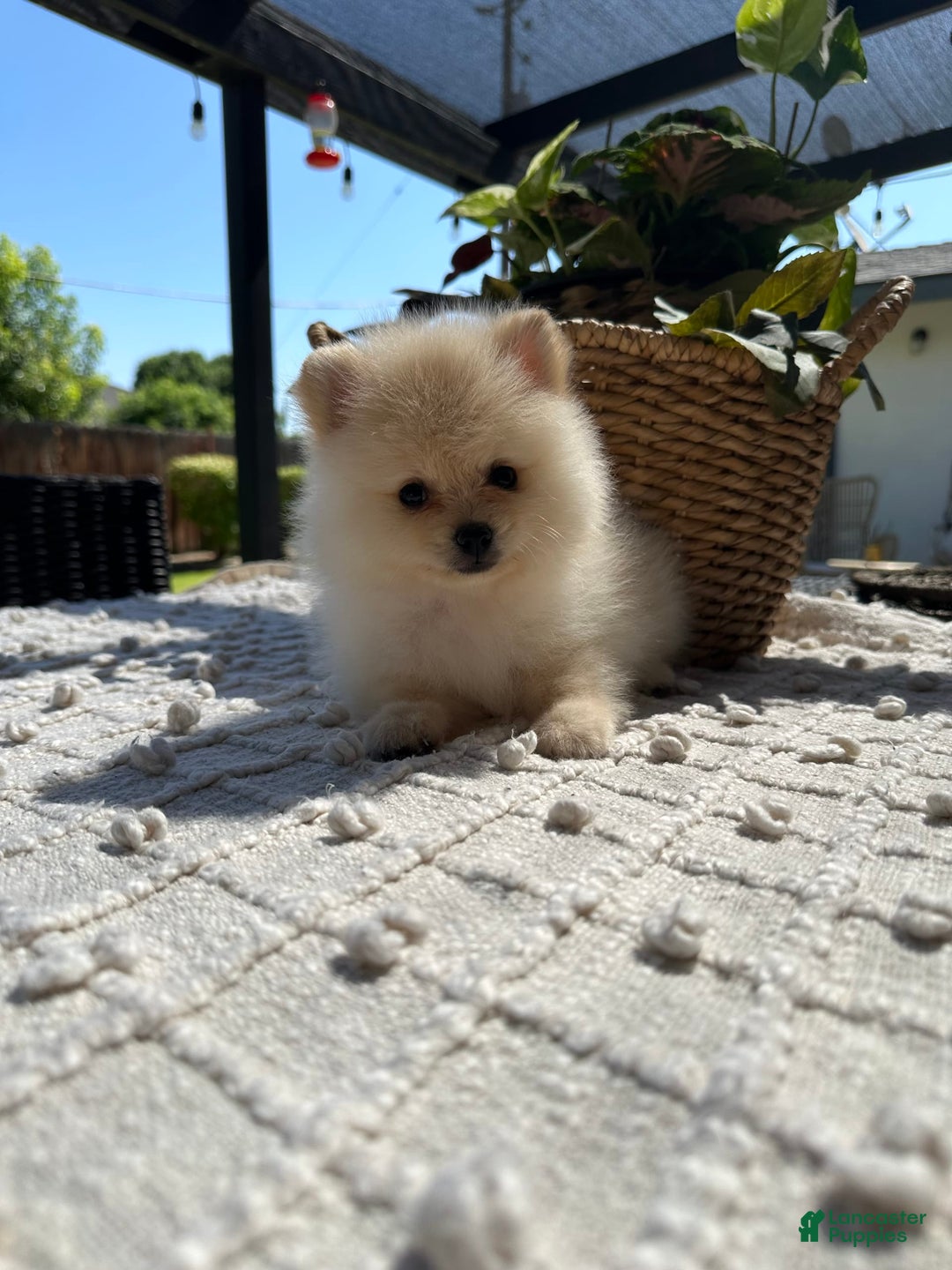 Pomeranian dogs for sale: Pomeranian Puppy Male - Image 1