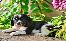 English Springer Spaniel dogs for sale: Lady - Image 1