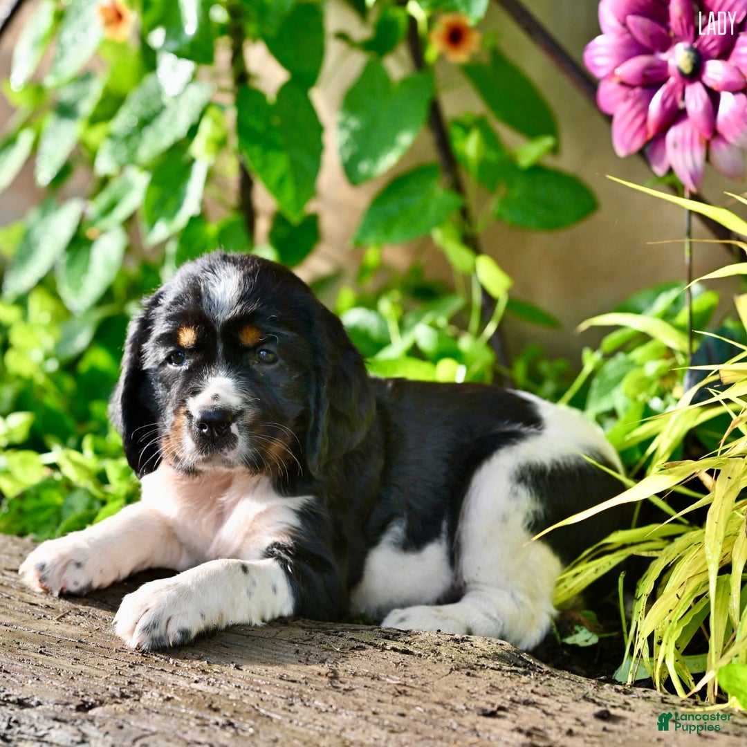 English Springer Spaniel dogs for sale: Lady - Image 1