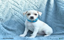 Toy Fox Terrier dogs for sale: Savannah - Image 2
