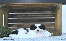 Cavapoo dogs for sale: Cavapoo 5 puppies - Image 14