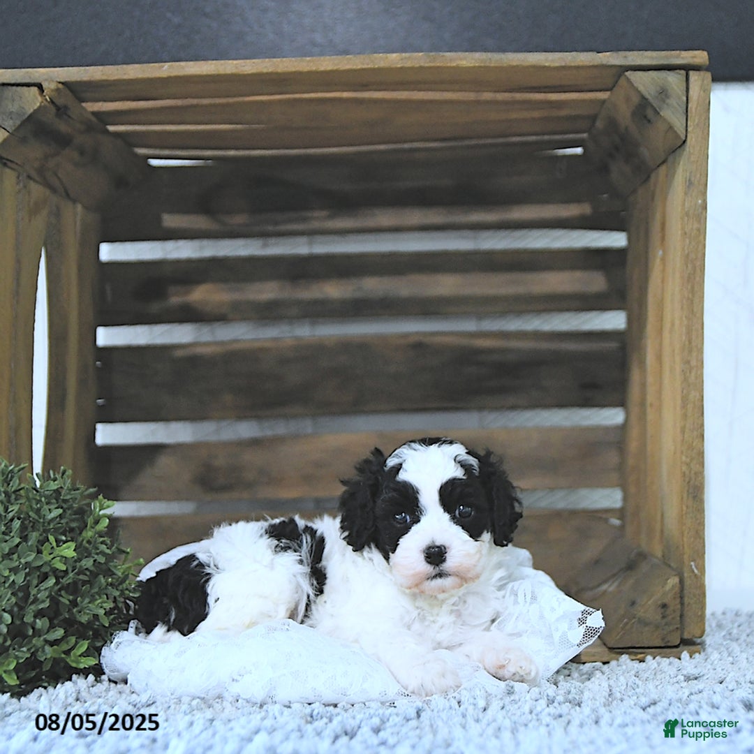 Cavapoo dogs for sale: Cavapoo 5 puppies - Image 14