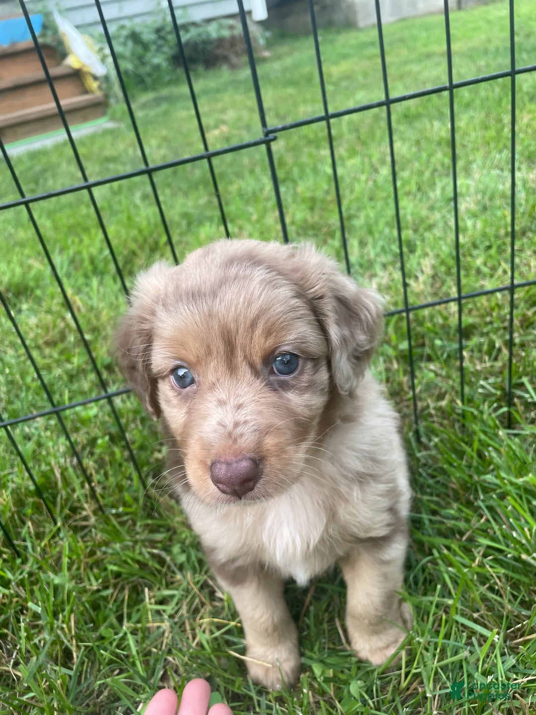  dogs for sale: Lilly - Image 1