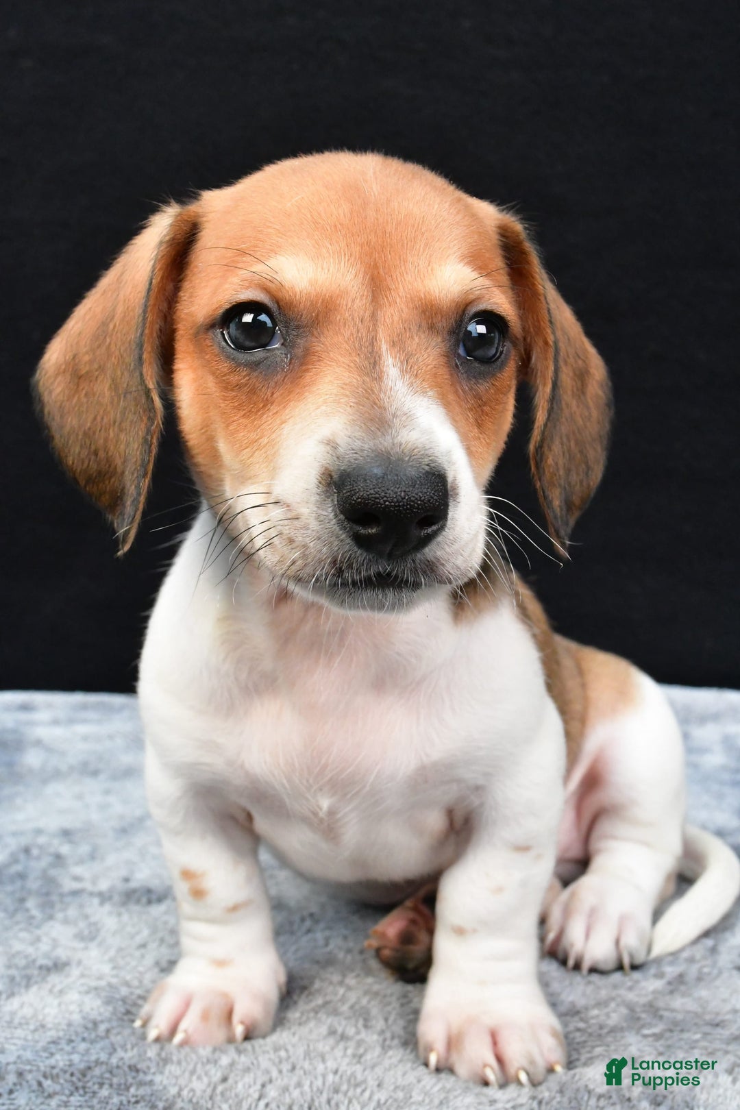 Miniature Dachshund dogs for sale: Jip - Image 1