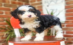 Mini Bernedoodle dogs for sale: Willow - Image 5