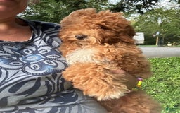 Cavapoo dogs for sale: Cooper - Image 13