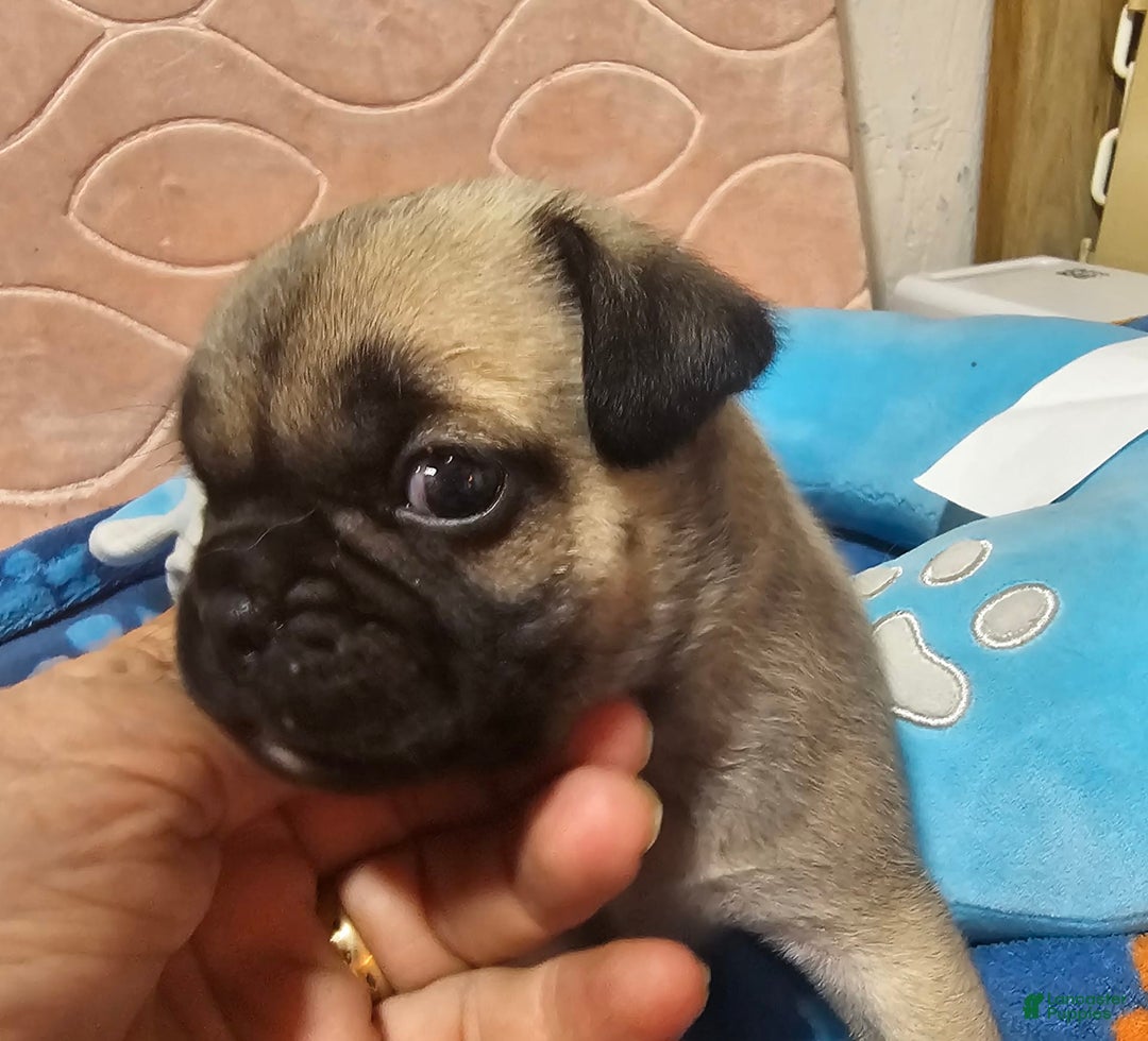 Pug dogs for sale: Mack - Image 6