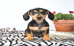 Miniature Dachshund dogs for sale: Cola - Image 11