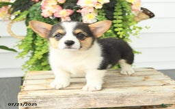 Welsh Corgi Pembroke dogs for sale: Poker - Image 4