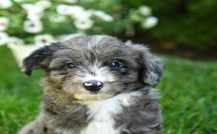 Mini Aussiedoodle dogs - Advert 24