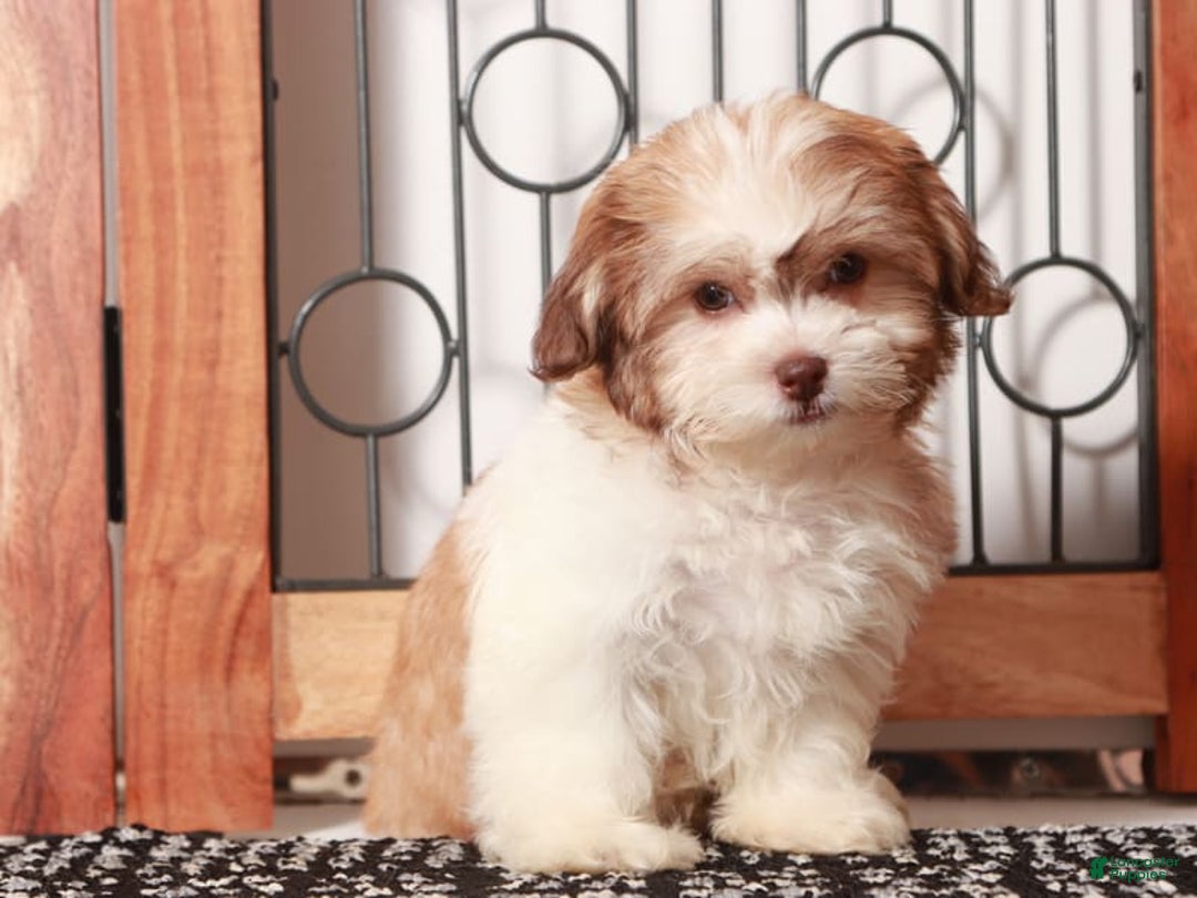 Teddy Bear dogs for sale: Bonnie - Image 2