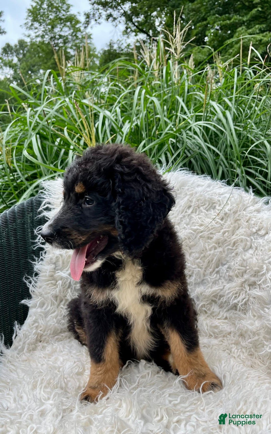 Bernedoodle dogs for sale: Hank - Image 4