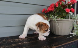 English Bulldog dogs for sale: Raspberry - Image 7