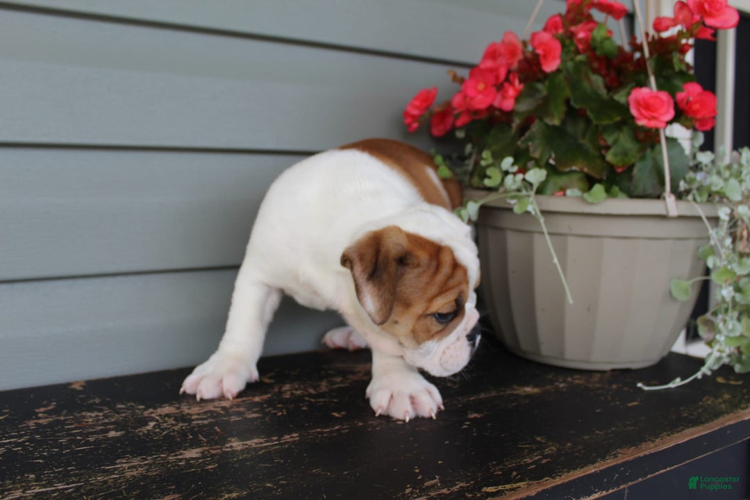 English Bulldog dogs for sale: Raspberry - Image 7