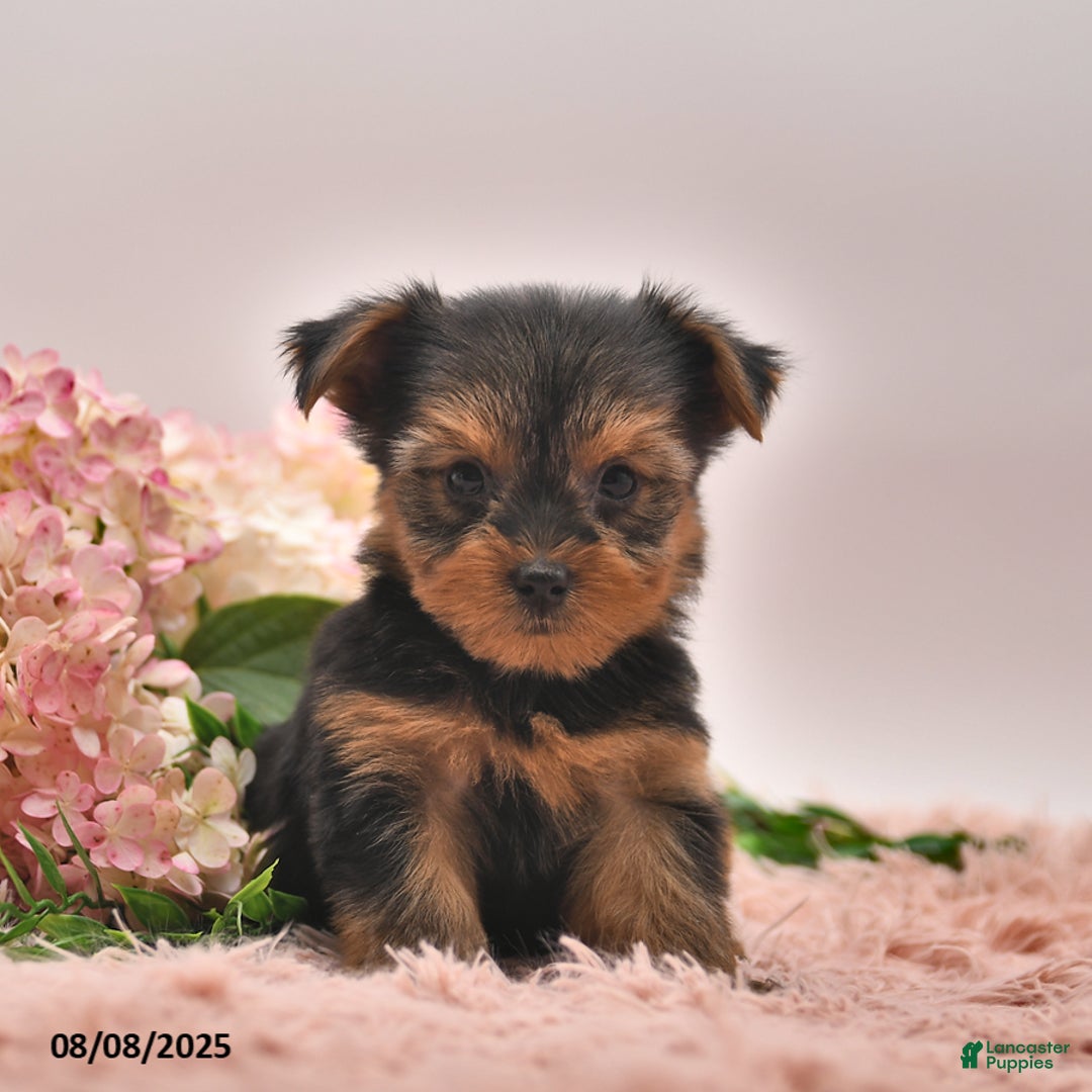 Yorkshire Terrier dogs for sale: Ranger - Image 5