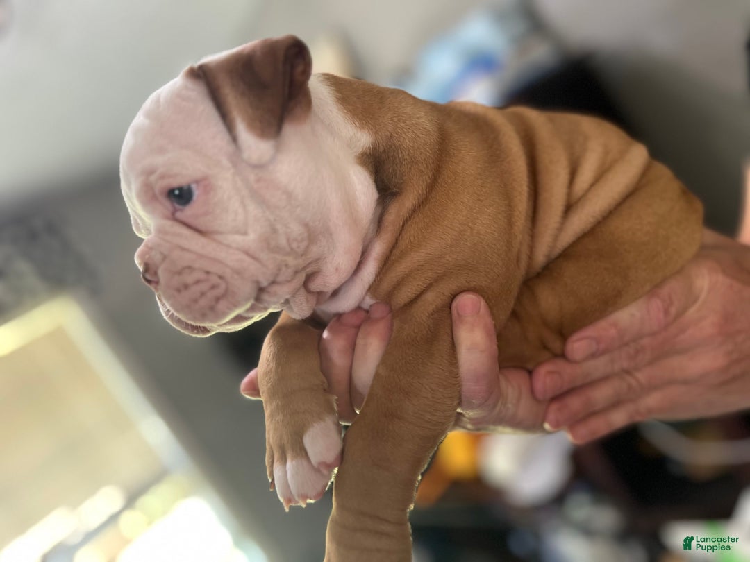 Olde English Bulldogge dogs for sale: Dot - Image 6