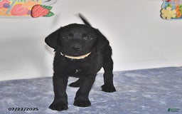 Labrador Retriever dogs for sale: Colt - Image 5