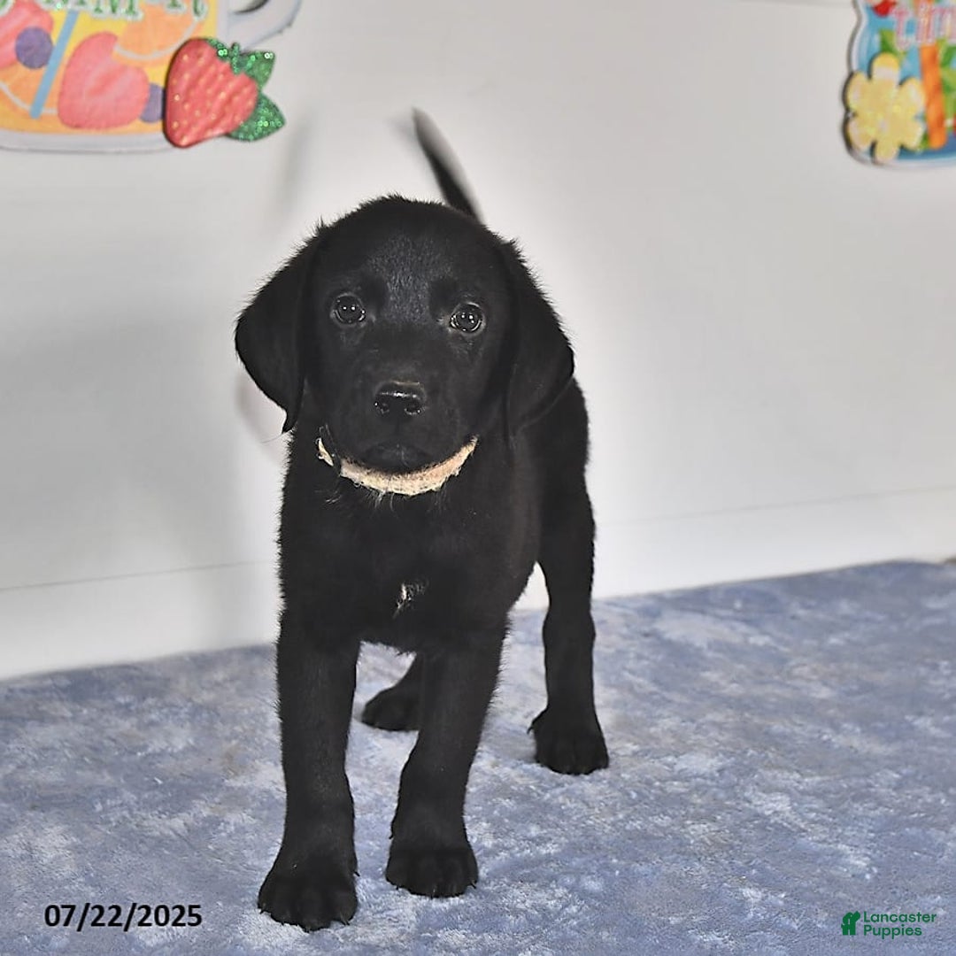 Labrador Retriever dogs for sale: Colt - Image 5