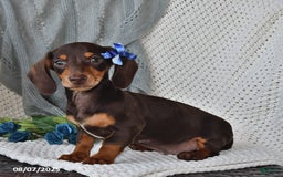 Miniature Dachshund dogs for sale: Miniature Dachshund 6 puppies - Image 11