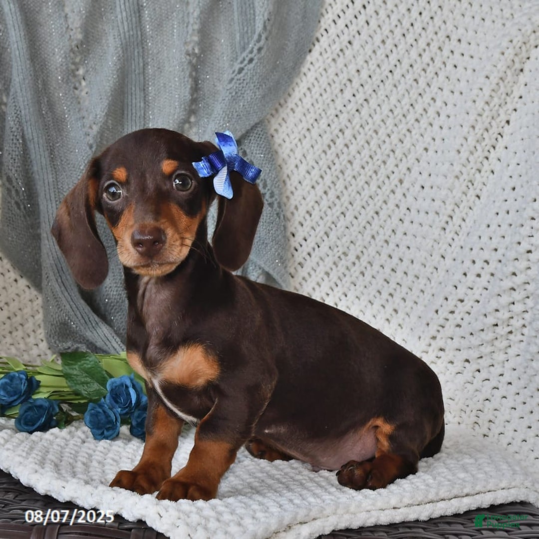Miniature Dachshund dogs for sale: Miniature Dachshund 6 puppies - Image 11