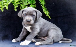 Great Dane dogs for sale: Molly - Image 10
