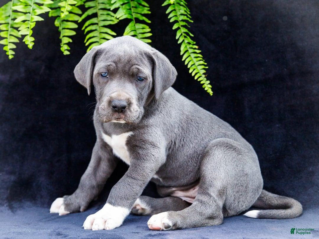 Great Dane dogs for sale: Molly - Image 10