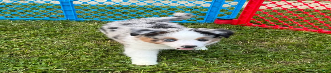 Chip