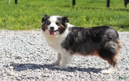 Australian Shepherd dogs for sale: Zella - Image 9