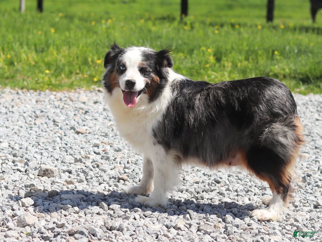 Australian Shepherd dogs for sale: Zella - Image 9