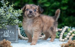 Chihuahua dogs for sale: Pebbles - Image 3