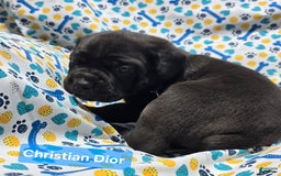 Cane Corso dogs for sale: Cartier - Image 2