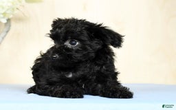 Yorkiepoo dogs for sale: Tristin - Image 7