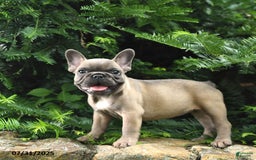 French Bulldog dogs for sale: Meadow - Image 6